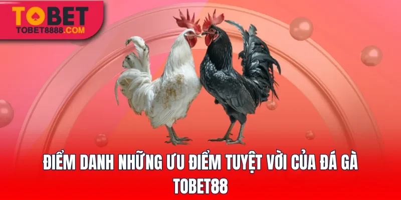 Điểm danh những ưu điểm tuyệt vời của đá gà Tobet88