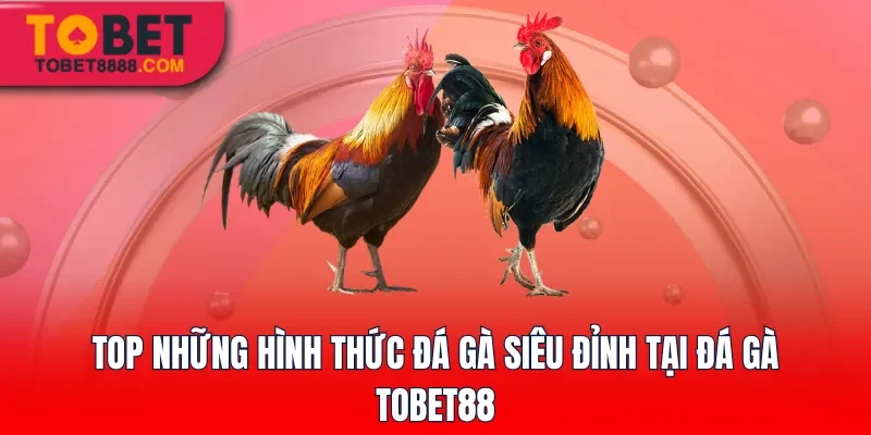 Top những hình thức đá gà siêu đỉnh tại đá gà Tobet88